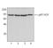 Valosin Containing Protein antibody, LS-B1912, Lifespan Biosciences, Western Blot image 