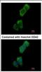Serine/Threonine Kinase 10 antibody, NBP2-19368, Novus Biologicals, Immunofluorescence image 
