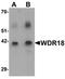 WD Repeat Domain 18 antibody, orb75786, Biorbyt, Western Blot image 