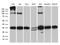 Ribosomal Protein L7a antibody, M08246, Boster Biological Technology, Western Blot image 
