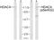 Histone Deacetylase 4 antibody, PA5-38135, Invitrogen Antibodies, Western Blot image 