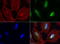 PYM Homolog 1, Exon Junction Complex Associated Factor antibody, LS-C796967, Lifespan Biosciences, Immunofluorescence image 