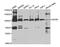 Minichromosome Maintenance Complex Component 5 antibody, PA5-76544, Invitrogen Antibodies, Western Blot image 