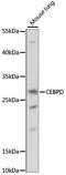 CCAAT Enhancer Binding Protein Delta antibody, LS-C750229, Lifespan Biosciences, Western Blot image 