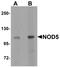 NLR Family Member X1 antibody, LS-C115894, Lifespan Biosciences, Western Blot image 