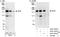 Insulin receptor substrate 2 antibody, A301-433A, Bethyl Labs, Immunoprecipitation image 