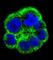 Phosphate Cytidylyltransferase 1, Choline, Alpha antibody, abx026631, Abbexa, Western Blot image 