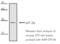 Eukaryotic Translation Initiation Factor 2 Subunit Alpha antibody, ADI-KAP-CP130-F, Enzo Life Sciences, Western Blot image 