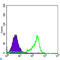 Paired Box 6 antibody, LS-C812733, Lifespan Biosciences, Western Blot image 