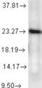 Prostaglandin E Synthase 3 antibody, NB110-96879, Novus Biologicals, Western Blot image 