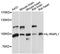 Oligophrenin-4 antibody, MBS129030, MyBioSource, Western Blot image 