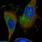 GTP-binding protein Di-Ras3 antibody, HPA028557, Atlas Antibodies, Immunofluorescence image 