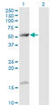 T-complex protein 11 antibody, LS-C198319, Lifespan Biosciences, Western Blot image 