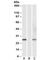 DPY30 Domain Containing 1 antibody, R36200-100UG, NSJ Bioreagents, Western Blot image 