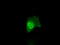 Annexin A10 antibody, M13560-1, Boster Biological Technology, Immunofluorescence image 