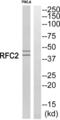 Replication Factor C Subunit 2 antibody, abx015116, Abbexa, Western Blot image 