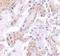 Calpain 6 antibody, NBP1-76937, Novus Biologicals, Immunohistochemistry frozen image 