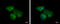 Eukaryotic Translation Initiation Factor 2B Subunit Delta antibody, GTX115155, GeneTex, Immunocytochemistry image 