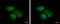 Eif2b antibody, GTX115155, GeneTex, Immunocytochemistry image 