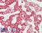 KST antibody, LS-B14327, Lifespan Biosciences, Immunohistochemistry paraffin image 