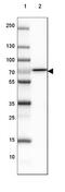 ABI Family Member 3 Binding Protein antibody, NBP2-48811, Novus Biologicals, Western Blot image 