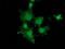 DnaJ Heat Shock Protein Family (Hsp40) Member B1 antibody, TA502211, Origene, Immunofluorescence image 