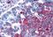 Frizzled Class Receptor 1 antibody, orb85122, Biorbyt, Immunohistochemistry paraffin image 