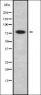 NIMA Related Kinase 3 antibody, orb336322, Biorbyt, Western Blot image 