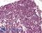 RAN, Member RAS Oncogene Family antibody, LS-B8294, Lifespan Biosciences, Immunohistochemistry paraffin image 