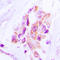 Microtubule Affinity Regulating Kinase 1 antibody, LS-C368605, Lifespan Biosciences, Immunohistochemistry frozen image 
