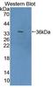 TSC22 Domain Family Member 1 antibody, LS-C372775, Lifespan Biosciences, Western Blot image 