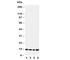 Cystatin B antibody, R31218, NSJ Bioreagents, Western Blot image 