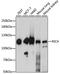 Reversion Inducing Cysteine Rich Protein With Kazal Motifs antibody, A6718, ABclonal Technology, Western Blot image 