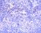 Protein Kinase C Beta antibody, NBP2-67516, Novus Biologicals, Immunohistochemistry paraffin image 