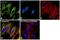 ATP Synthase F1 Subunit Alpha antibody, 43-9800, Invitrogen Antibodies, Immunofluorescence image 