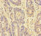 Cyclin Dependent Kinase 11A antibody, orb238213, Biorbyt, Immunohistochemistry paraffin image 