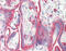 Junction Plakoglobin antibody, 51-478, ProSci, Immunohistochemistry frozen image 
