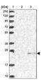 Zinc Ribbon Domain Containing 2 antibody, PA5-58928, Invitrogen Antibodies, Western Blot image 