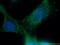 BGP antibody, 23418-1-AP, Proteintech Group, Immunofluorescence image 