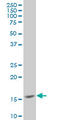 Mediator Complex Subunit 21 antibody, LS-C133587, Lifespan Biosciences, Western Blot image 