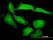 Protocadherin Beta 10 antibody, H00056126-M07, Novus Biologicals, Immunofluorescence image 