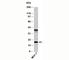 Anterior Gradient 2, Protein Disulphide Isomerase Family Member antibody, N1053-100UG, NSJ Bioreagents, Western Blot image 