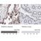 Transcription Factor AP-2 Alpha antibody, NBP1-90143, Novus Biologicals, Immunohistochemistry paraffin image 