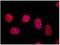 Telomeric repeat-binding factor 1 antibody, NB100-1701, Novus Biologicals, Immunofluorescence image 