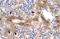 ELP antibody, 27-410, ProSci, Enzyme Linked Immunosorbent Assay image 