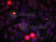 ETS Transcription Factor ELK1 antibody, AP0346, ABclonal Technology, Immunofluorescence image 