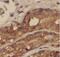 Actin Related Protein 2/3 Complex Subunit 1B antibody, FNab00600, FineTest, Immunohistochemistry paraffin image 