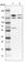 TSC Complex Subunit 2 antibody, HPA030409, Atlas Antibodies, Western Blot image 