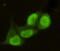 Protein Arginine Methyltransferase 6 antibody, M02924-1, Boster Biological Technology, Immunofluorescence image 