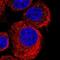 Transmembrane protein 234 antibody, NBP1-90701, Novus Biologicals, Immunofluorescence image 